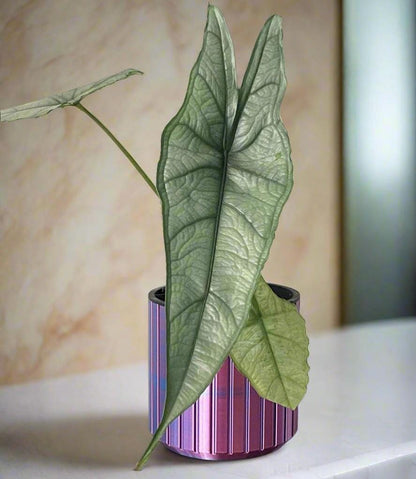 3D Printed Self Watering Planter Pot: Hydroflow Design