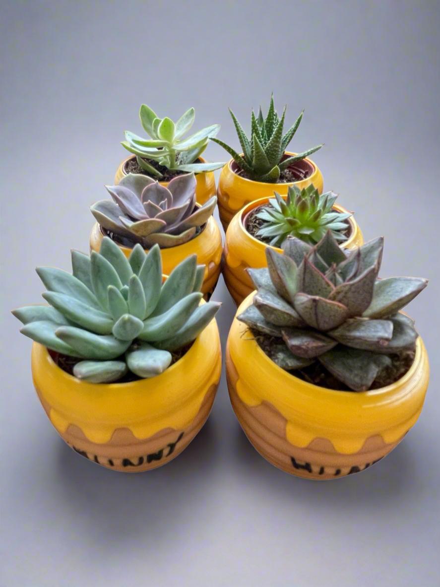 Six-Pack Hunny Pots & Succulents  Winnie the Pooh Party Favors/Baby Showers/Birthday Parties/Gifts