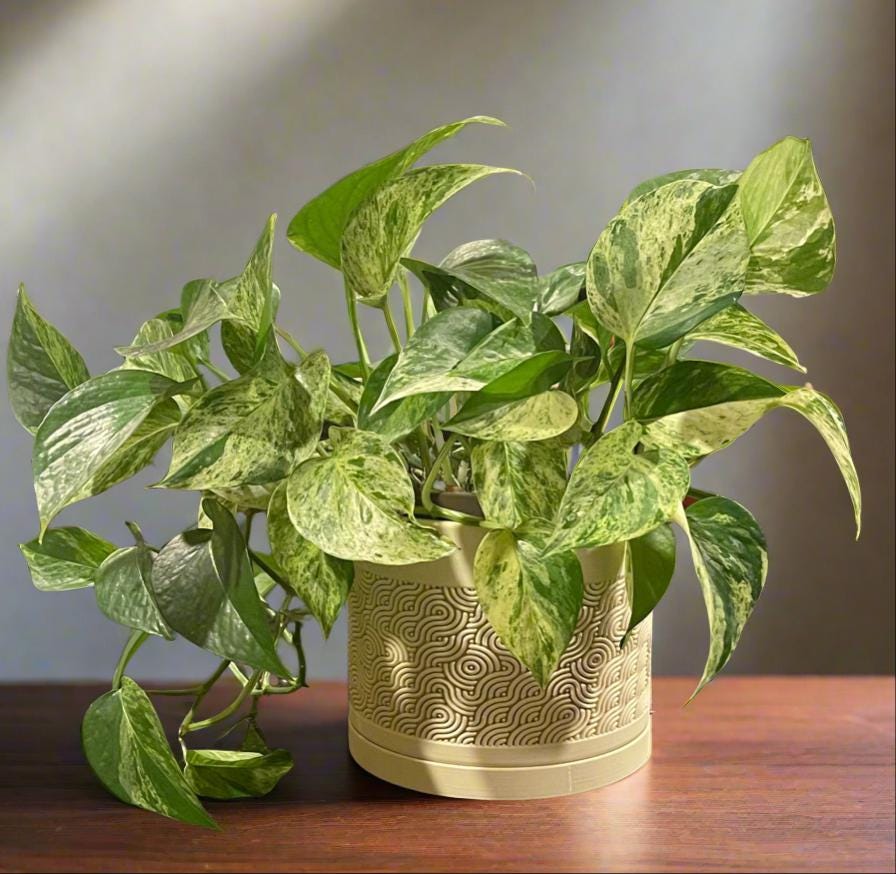Swirl PLA Planter with Drip Tray: Modern Indoor Plant Pot