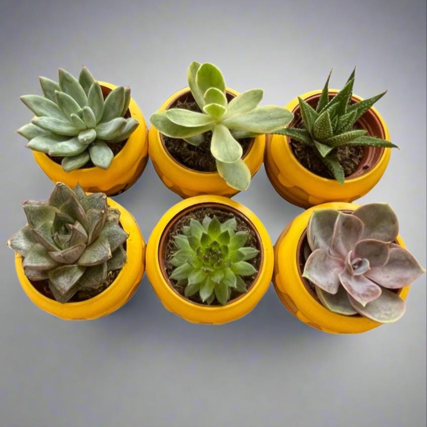 Six-Pack Hunny Pots & Succulents  Winnie the Pooh Party Favors/Baby Showers/Birthday Parties/Gifts