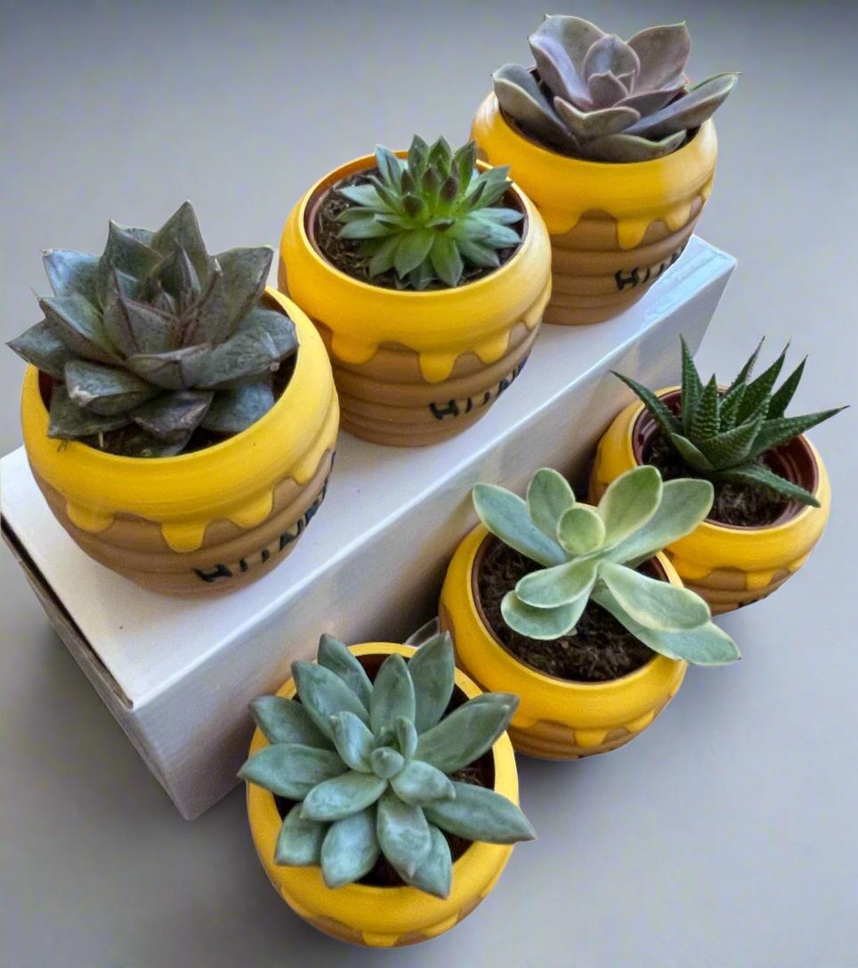 Six-Pack Hunny Pots & Succulents  Winnie the Pooh Party Favors/Baby Showers/Birthday Parties/Gifts