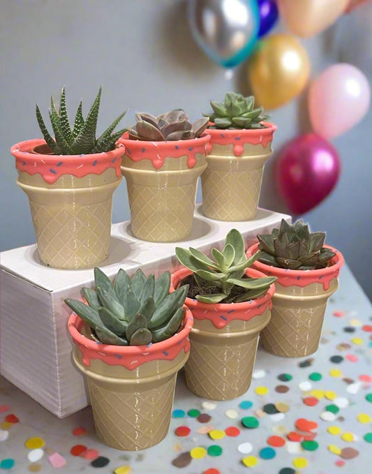Six-Pack Ice Cream Cone Pots & Succulents  Party Favors/Baby Showers/Birthday Parties/Gifts