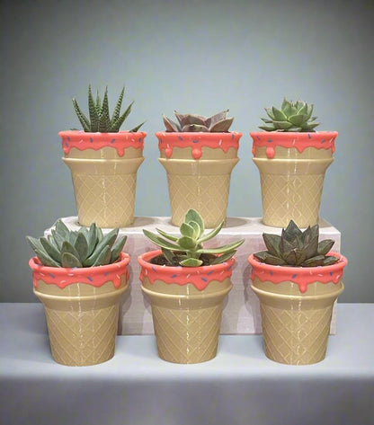 Six-Pack Ice Cream Cone Pots & Succulents  Party Favors/Baby Showers/Birthday Parties/Gifts