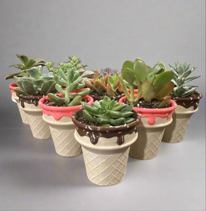 Six-Pack Ice Cream Cone Pots & Succulents  Party Favors/Baby Showers/Birthday Parties/Gifts