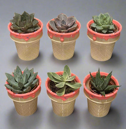 Six-Pack Ice Cream Cone Pots & Succulents  Party Favors/Baby Showers/Birthday Parties/Gifts