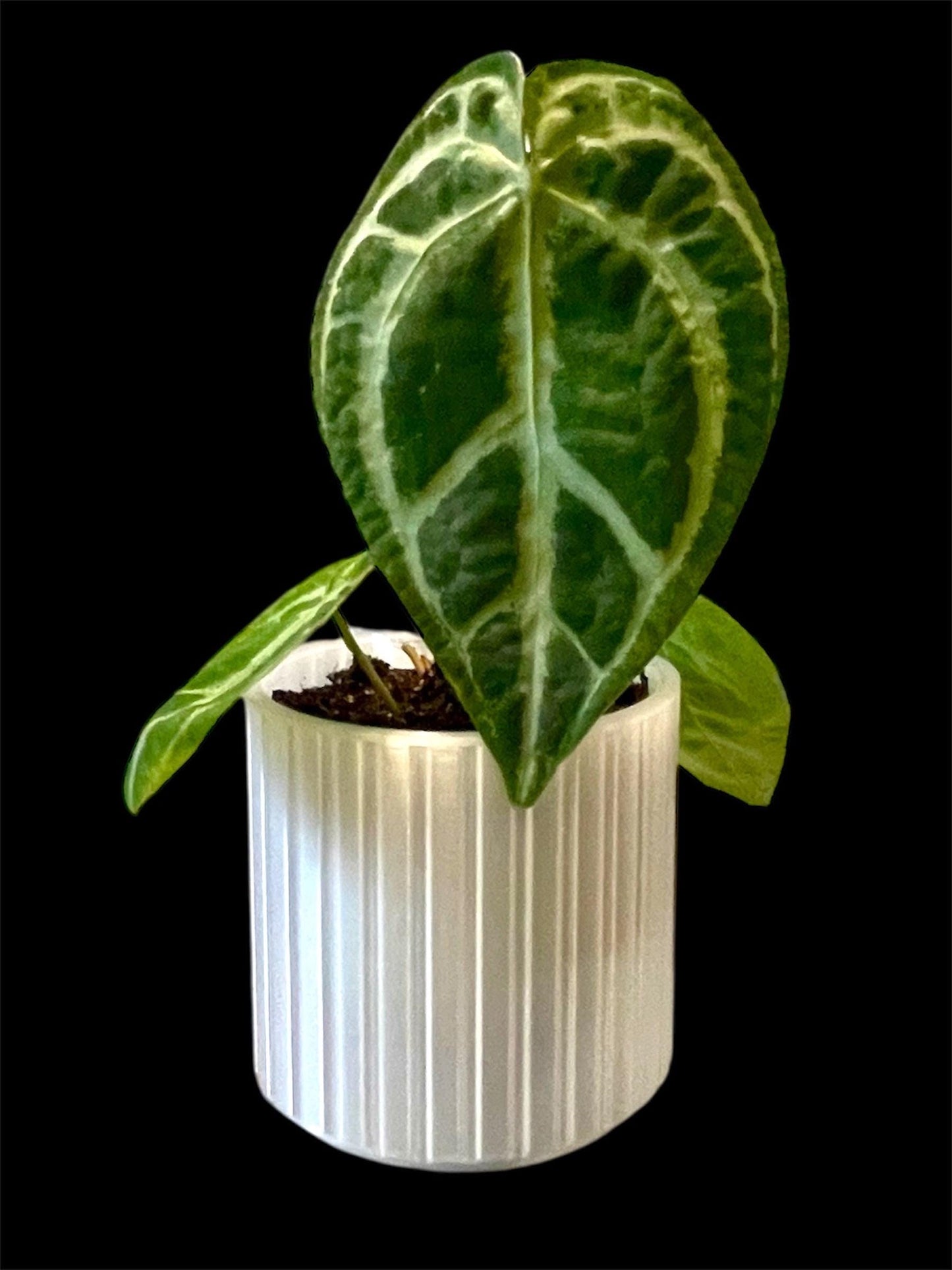 Clear Self-Watering Planter: 3D Printed Eco-Friendly Pot