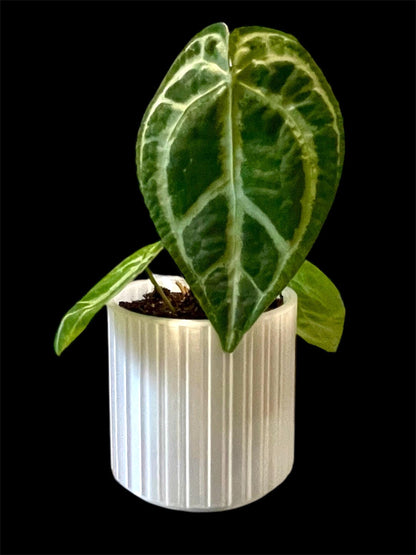 Clear Self-Watering Planter: 3D Printed Eco-Friendly Pot