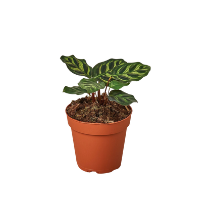 Calathea 'Makoyana'