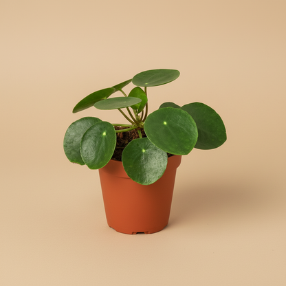 Pilea Peperomioides 'Chinese Money'