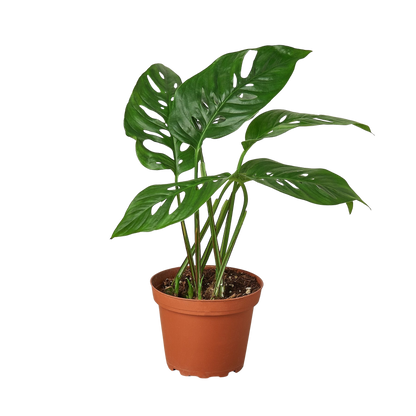 Monstera Adansonii 'Swiss Cheese'