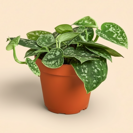 Scindapsus pictus 'Argyraeus'